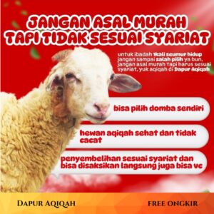domba aqiqah cirebon