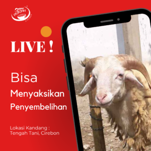 penyembelihan bisa disaksikan aqiqah cirebon